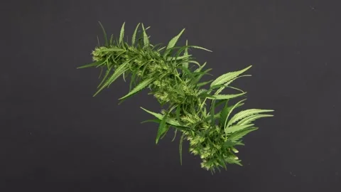 Cannabis leaf on a black abstract background. Side view Stock Footage 238498216