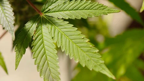 Cannabis leaf blowing in the wind Stock Footage 100994085
