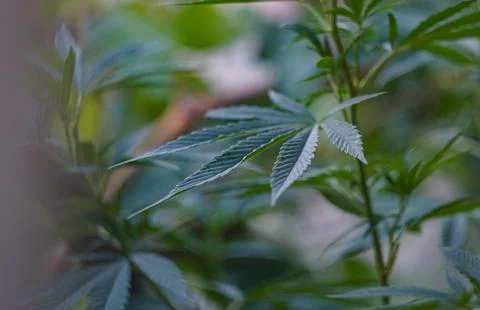 Cannabis leaf buds Stock Photos