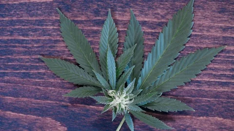 Cannabis leaf with flower on table 4k Stock Footage 101038749