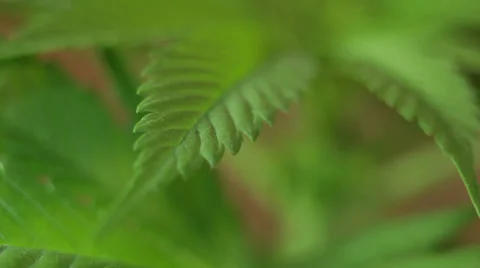 Cannabis leaf 库存影片 36783313