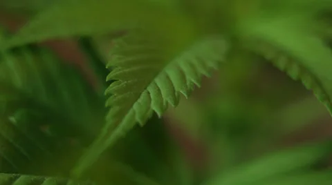 Cannabis leaf Stock Footage 37047566