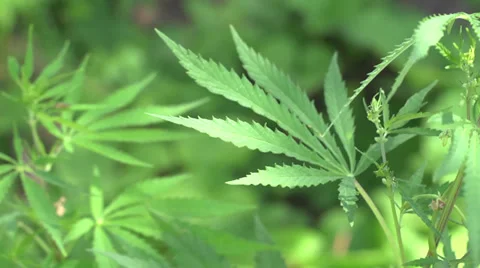 Cannabis leaf Stock Footage 39291197