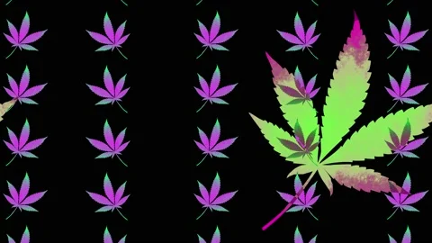 Cannabis Leaf Stock Footage 163976731