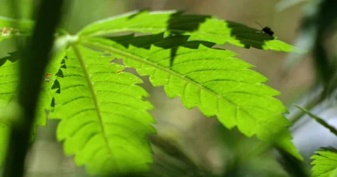 Cannabis Leaf Stock Footage 239035035