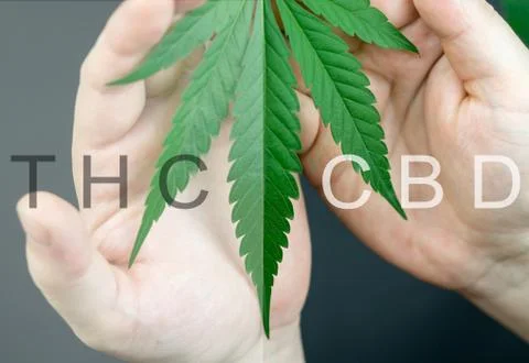 Cannabis leaf in hands with main cannabinoids text overlay, cbd vs. thc conce Stock Photos