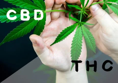 Cannabis leaf in hands with main cannabinoids text overlay, cbd vs. thc conce Stock Photos
