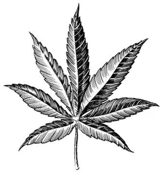 Cannabis leaf Stock Illustration