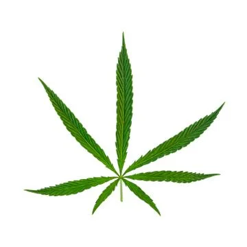 Cannabis leaf Isolate Stock Photos