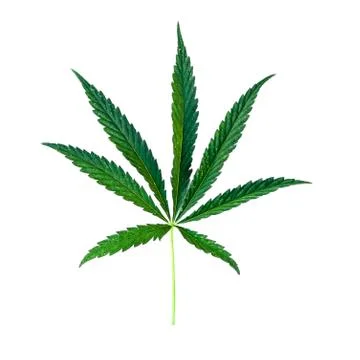Cannabis leaf Isolate Stock Photos
