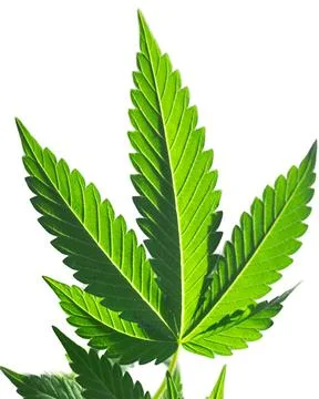 Cannabis leaf isolated on transparent background Stock Illustration