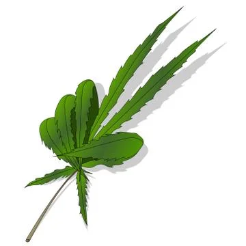 Cannabis leaf isolated on white background Stock Illustration