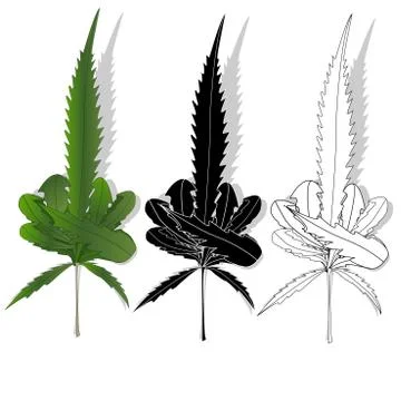 Cannabis leaf isolated on white background Stock Illustration