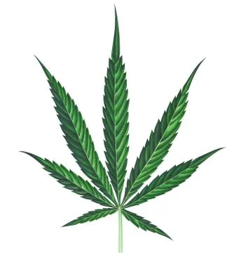 Cannabis leaf isolated on white background. Watercolor illustration. Illustrazione stock