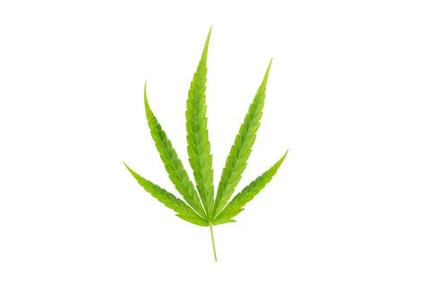Cannabis leaf isolated on white background Stock Photos