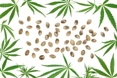 Cannabis leaf isolated on white background with full depth of field Stock Photos