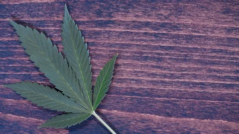 Cannabis leaf left on table 4k Stock Footage 101039988