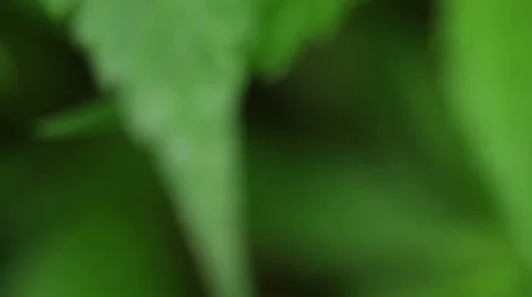 Cannabis leaf macro 库存影片 47612676