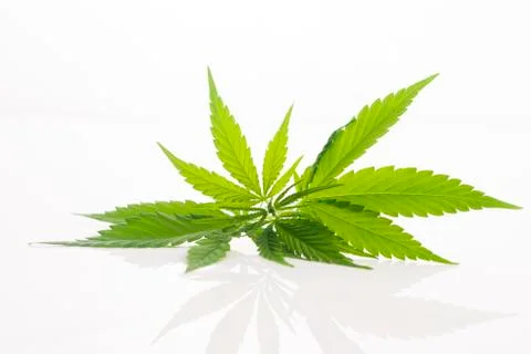 Cannabis leaf, marijuana leaf isolated on white Stock Photos