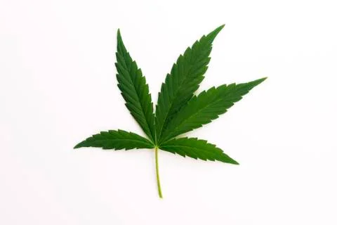 Cannabis leaf, marijuana leaf isolated on white Stock Photos