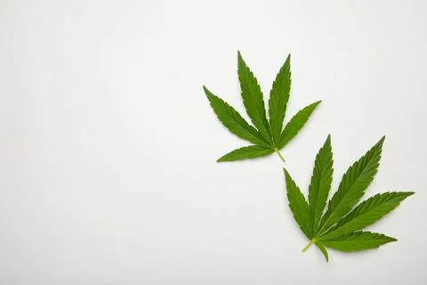 Cannabis leaf, marijuana leaf isolated on white background Stock Photos