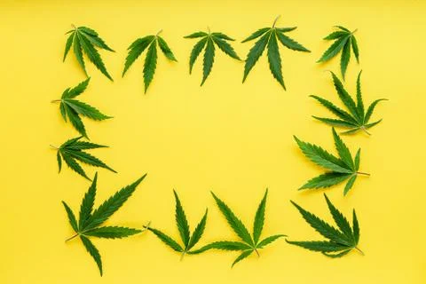 Cannabis leaf pattern frame. Green hemp leaves on color yellow background. Me Stock Photos