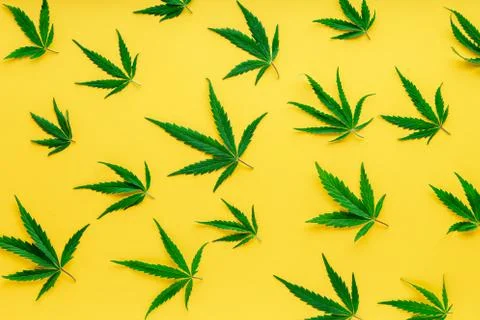 Cannabis leaf pattern. Green hemp leaves on color yellow background. Medical  Stock Photos