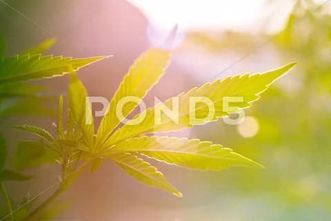 Cannabis leaf Stock Photos