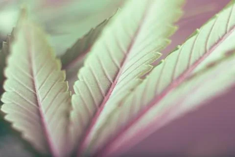 Cannabis leaf Stock Photos