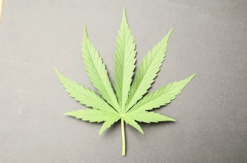 Cannabis leaf Stock Photos