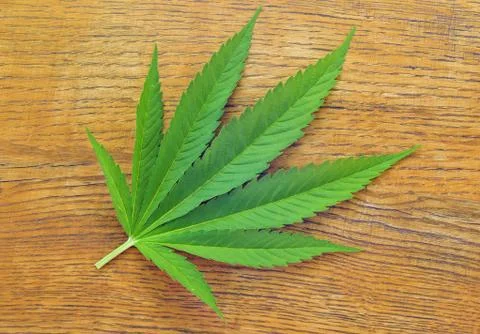 Cannabis leaf Stock Photos