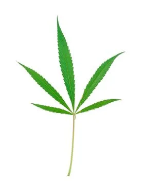 Cannabis leaf. Stock Photos