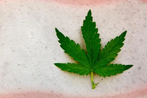 Cannabis leaf 写真素材
