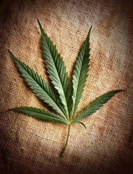 Cannabis leaf Stock Photos