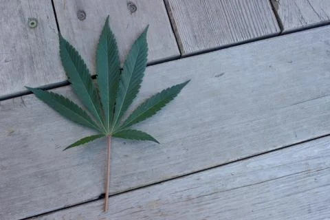 Cannabis Leaf Stock Photos