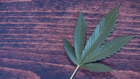 Cannabis leaf right on table 4k Stock Footage 101040000