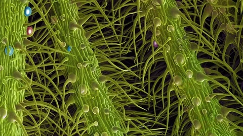 Cannabis Leaf, SEM Stock Footage 113219170