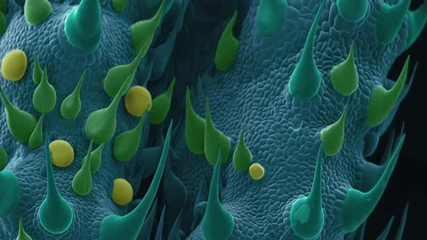 Cannabis Leaf, SEM Vidéo 113219205