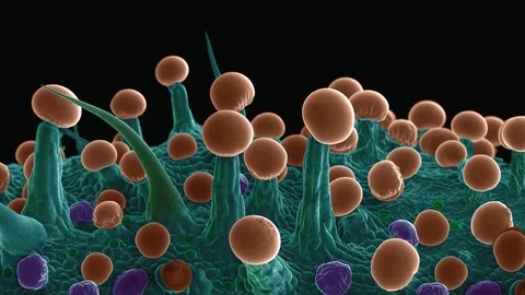 Cannabis Leaf, SEM 動画素材 113219208