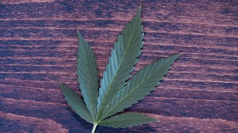 Cannabis leaf on table 4k Stock Footage 101040038