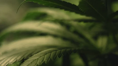 Cannabis Leaf Trembling in the Wind. Dolly Macro Shot Stock Footage 115581088