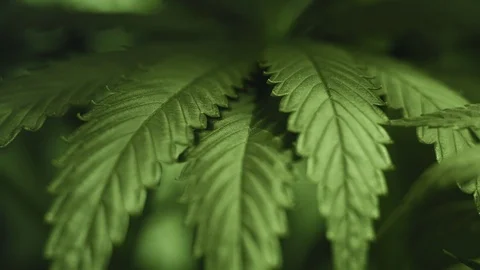 Cannabis Leaf Trembling in the Wind. Macro Shot Stock Footage 115581381
