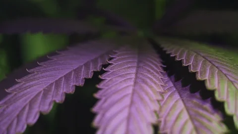 Cannabis Leaf Under Ultraviolet Light. Close Up Stock Footage 113899237