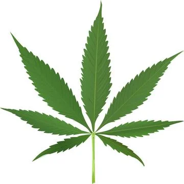 Cannabis leaf vector cannabis leaf vector isolated on white background, ab... Stock Photos