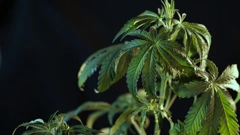 Cannabis leaf vegetative growth blur pan. dark background. 4k 스톡 동영상 119758456