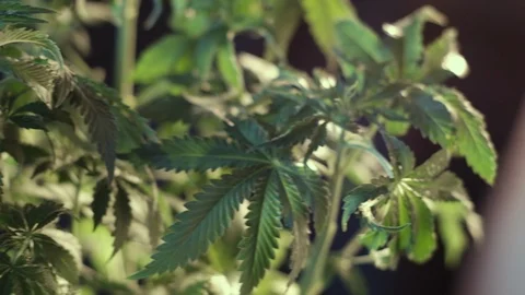 Cannabis leaf vegetative growth blur pan. dark background. 4k Video stock 119758894