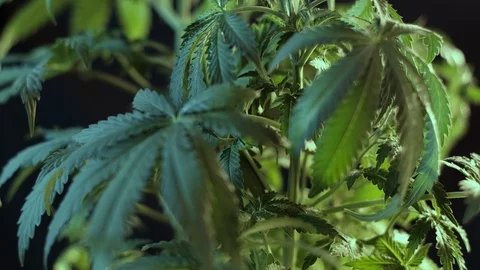 Cannabis leaf vegetative growth harshness. dark background. 4k Video stock 119759101