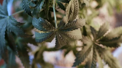Cannabis leaf vegetative growth trembling in the wind. close-up. dark background Stock Footage 119765855