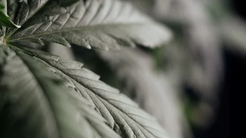 Cannabis leaf vegetative growth trembling in the wind.. macro. dark background. 動画素材 119774367