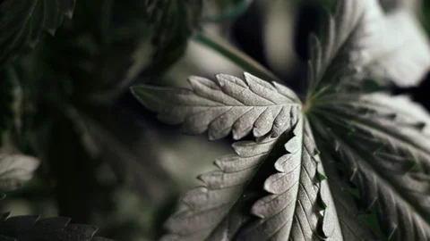 Cannabis leaf vegetative growth trembling in the wind.. macro. dark background. 動画素材 119776099
